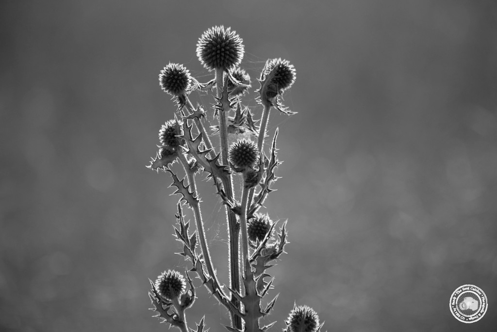 Feld2